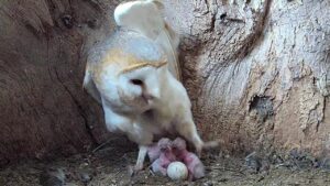 Barn Owl Knocks Chick Over as 3rd Baby Hatches | Gylfie & Dryer | Robert E Fuller