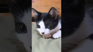 Rescued kitten being watched over by older cat #shorts