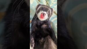 Overwatch Ferret Cosplay (5.10.21)