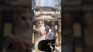 Овервотч жиза, но на мемах с котами #shorts #overwatch #catmemes